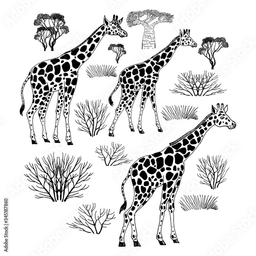 Photography wild animals vector