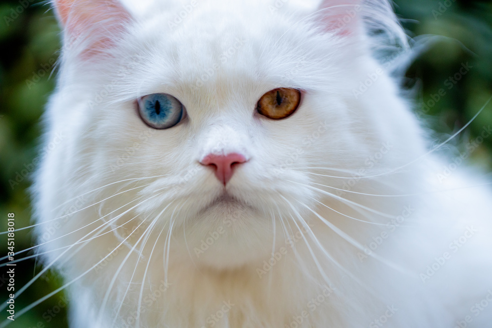 White Cat (Gato Branco)