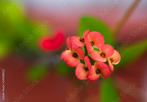 Red euphorbia milii close-up. Red potted flower. Thorns crown flower.