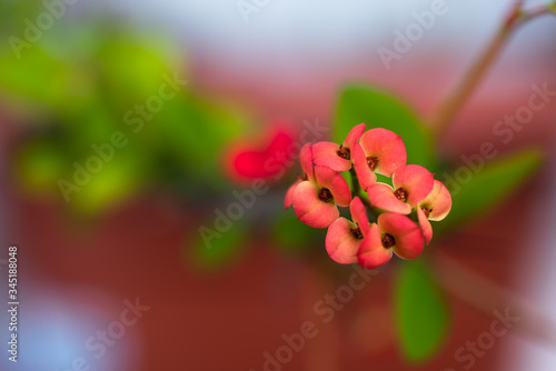Red euphorbia milii close-up. Red potted flower. Thorns crown flower.