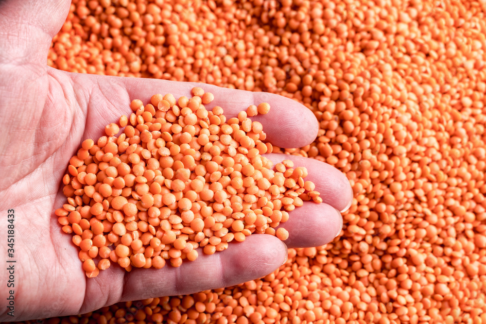 Orange lentil in a woman's hand over Cuscus background. Orange lentil in a woman's hand over Cuscus background.