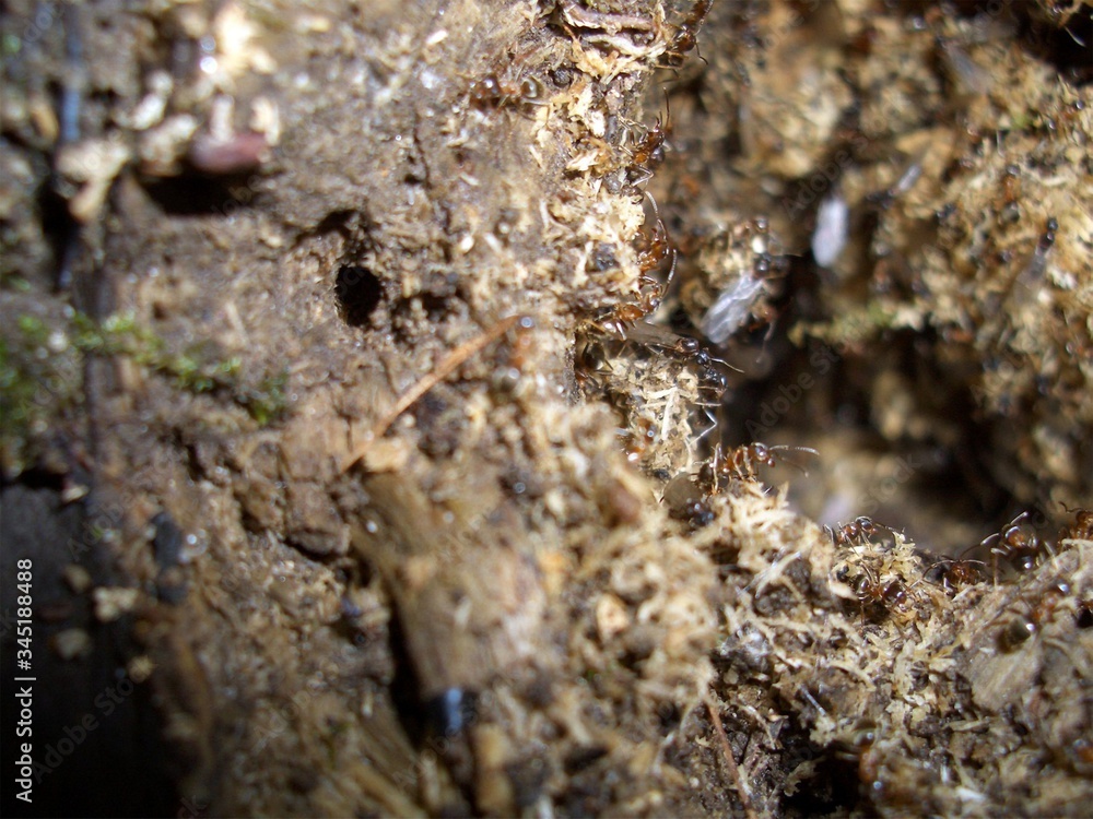 an ant hill in the forest an ant hill in the forest