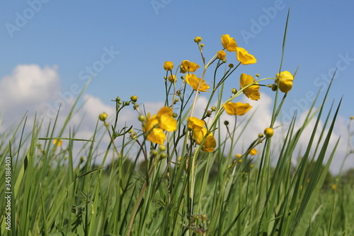 Fototapeta Naklejka Na Ścianę i Meble -  a beautiful yellow buttercup plant between green blades of grass closeup in a green meadow in the netherlands in springtime and a blue sky with clouds