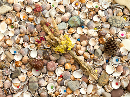 Dried flowers on seashell background
