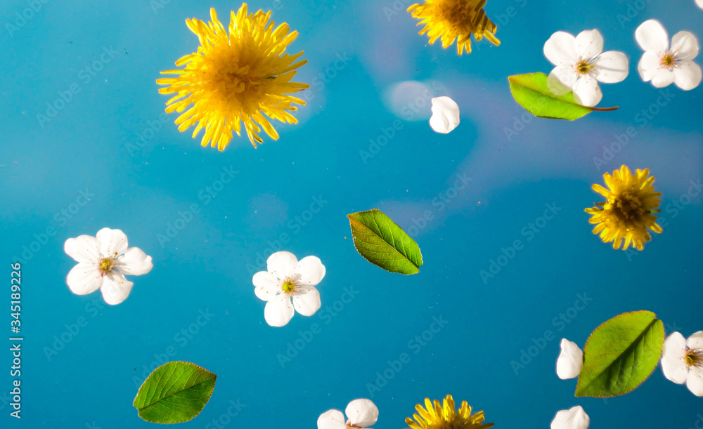 Floral pattern on blue background. Cherry flowers and yellow dandelion. Blooming wallpaper 