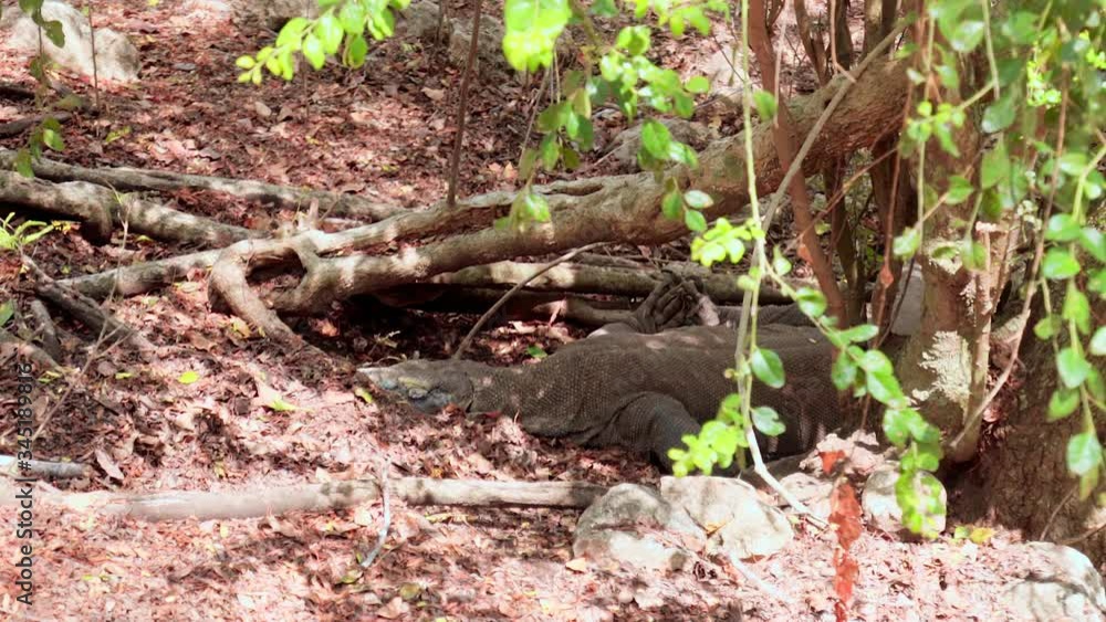 Lockdown shot of Komodo dragons relaxing at national park, lizard lying on land in forest - Komodo Island, Indonesia Lockdown shot of Komodo dragons relaxing at national park, lizard lying on land in forest - Komodo Island, Indonesia