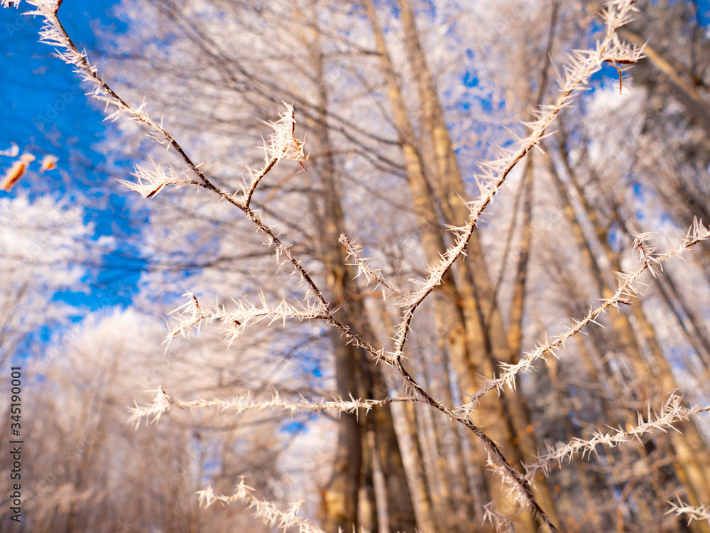 Frozen tree branch in winter forest. Frost needles icicles on the branches of tree in the sunlight covered with frost. Macro Ice crystal patterns on the branch. Beautiful macro frozen world patterns Frozen tree branch in winter forest. Frost needles icicles on the branches of tree in the sunlight covered with frost. Macro Ice crystal patterns on the branch. Beautiful macro frozen world patterns