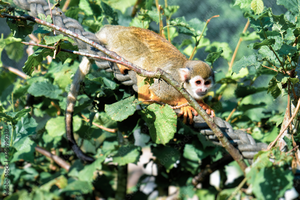 Fototapeta premium A small Squirrel monkey sits on a rope between the leaves