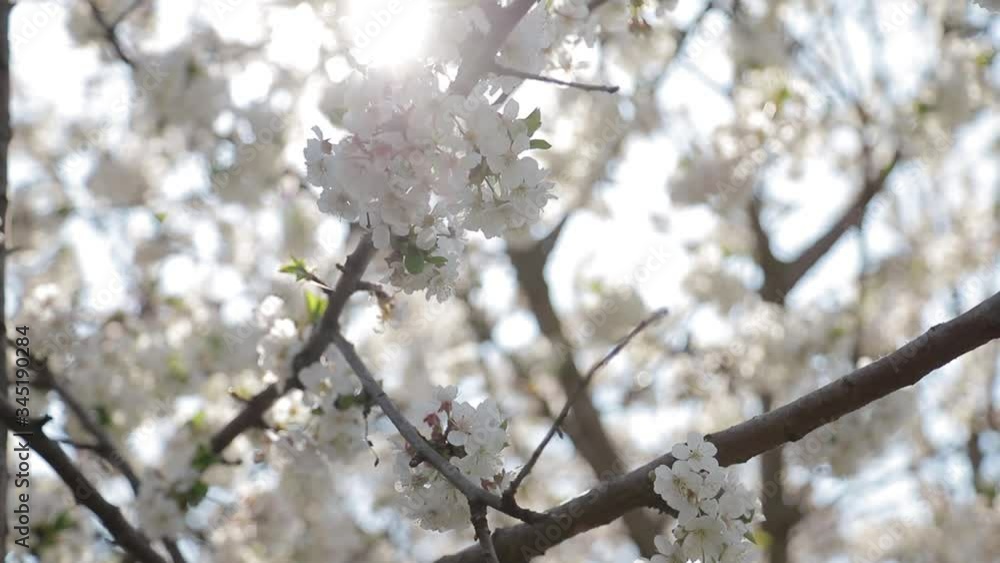 Blooming tree. White flowers on the spring tree Blooming tree. White flowers on the spring tree