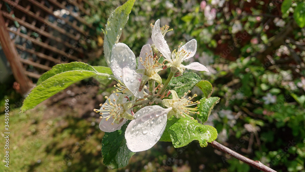 Fototapeta premium Water drops on apple flower blossom