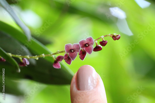 Leach orchid (genus Stelis) - micro orchid in Monteverde, Costa Rica. photo