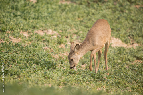 Fototapeta Naklejka Na Ścianę i Meble -  Wild deer on rapeseed 
