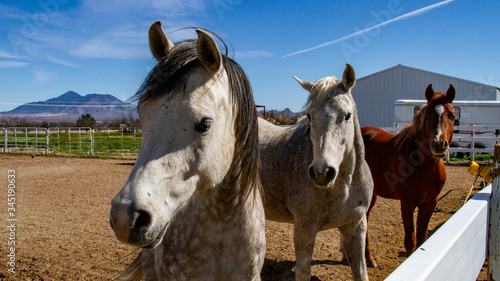 three horses standing in a farm