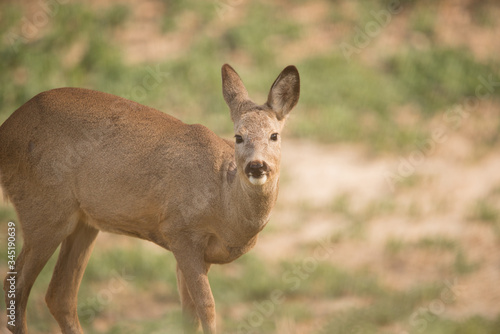 Fototapeta Naklejka Na Ścianę i Meble -  Wild deer on rapeseed
