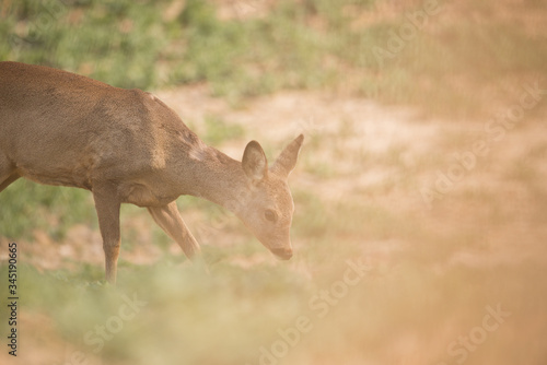 Fototapeta Naklejka Na Ścianę i Meble -  Wild deer on rapeseed
