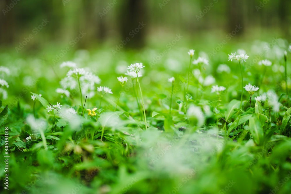 Close up of the delicate white flowers of wild or bear's garlic or ramsons or buckrams or bear leek (Allium ursinum). Wild edible plant, meadow in forest with nice deep of field (selective focus) Close up of the delicate white flowers of wild or bear's garlic or ramsons or buckrams or bear leek (Allium ursinum). Wild edible plant, meadow in forest with nice deep of field (selective focus)
