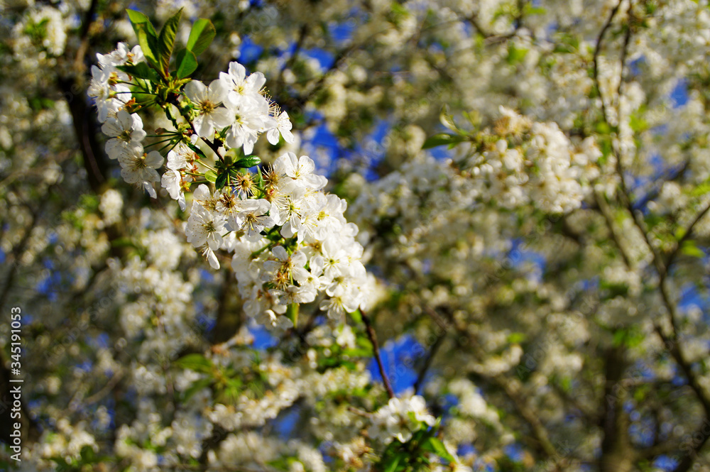 Cherry flower on tree