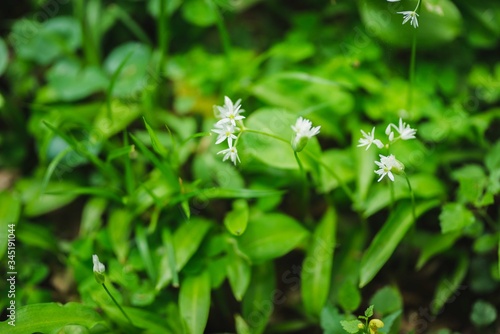 Close up of the delicate white flowers of wild or bear's garlic or ramsons or buckrams or bear leek (Allium ursinum). Wild edible plant, meadow in forest with nice deep of field (selective focus)