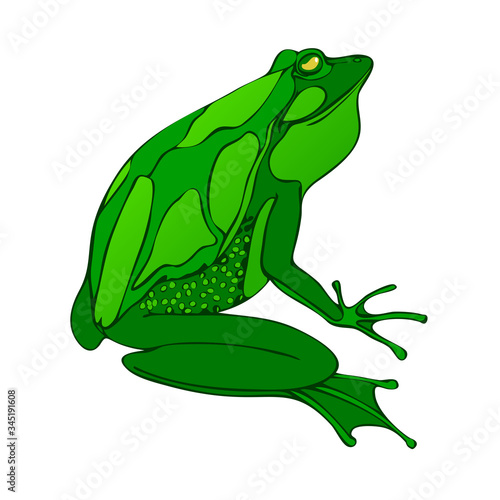 Bright green big frog drawing vector. isolated on white.