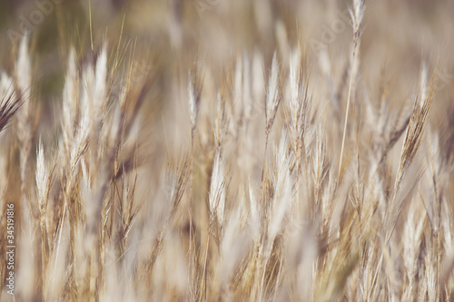 Golden ears of wheat on a background. grain nature background