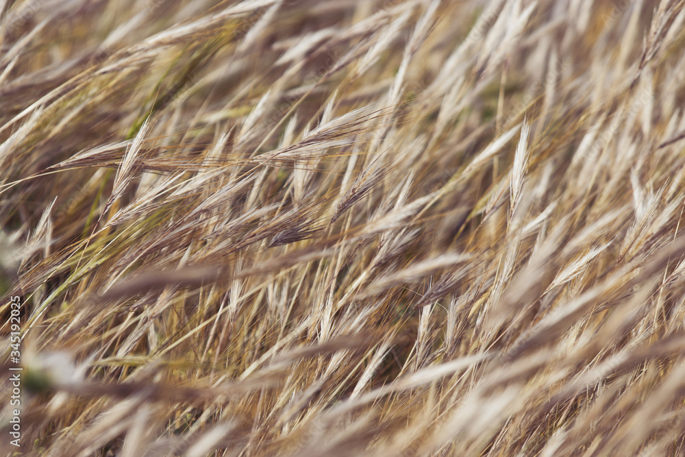Fototapeta premium Golden ears of wheat on a background. grain nature background