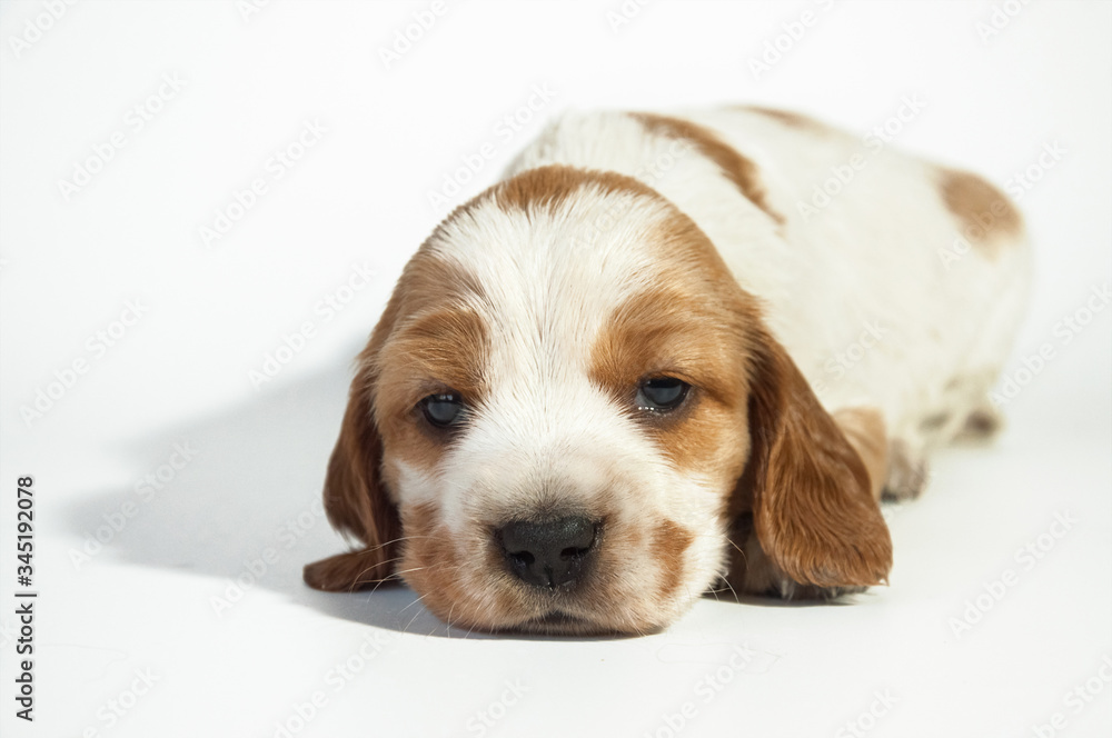 An adorable young white-red-haired Russian spaniel puppy lies on a white background. The puppy is looking at the camera. Selective focus.