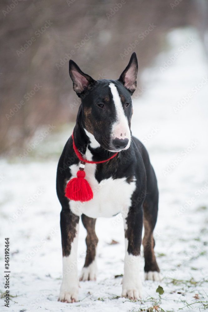 Winter dog bull terrier with a red amulet