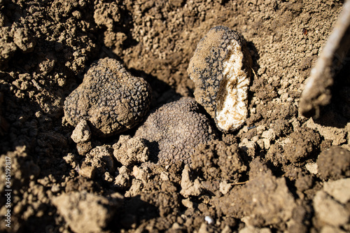 Pick and found mushrooms black truffles in the forest