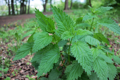 Stinging nettle (Urtica dioica) or stinger, growing in the herbal garden. A medicinal plant used in traditional medicine, food, tea.	