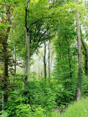 Auenwald in Leipzig looks like a green jungle