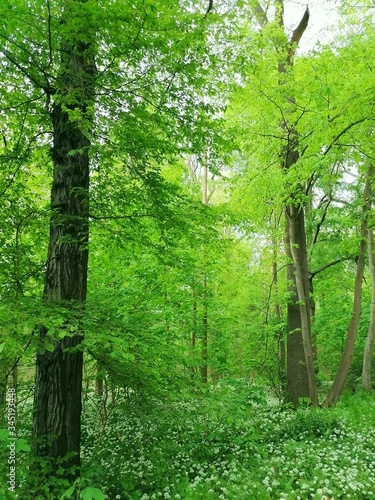 Auenwald in Leipzig looks like a green jungle