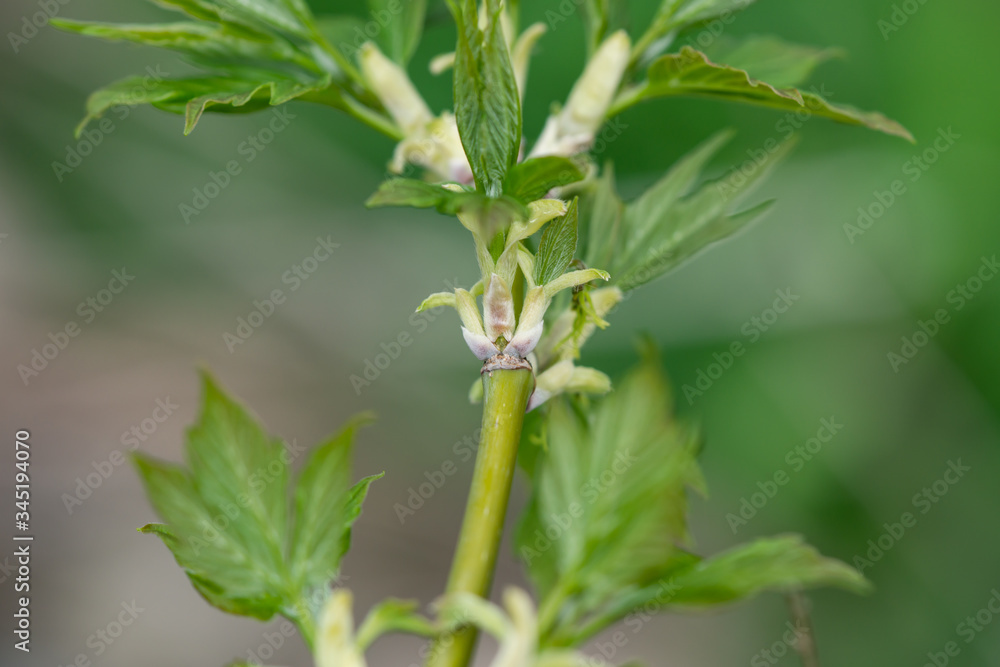 Boxelder Maple Leaves Sprouting in Springtime Boxelder Maple Leaves Sprouting in Springtime