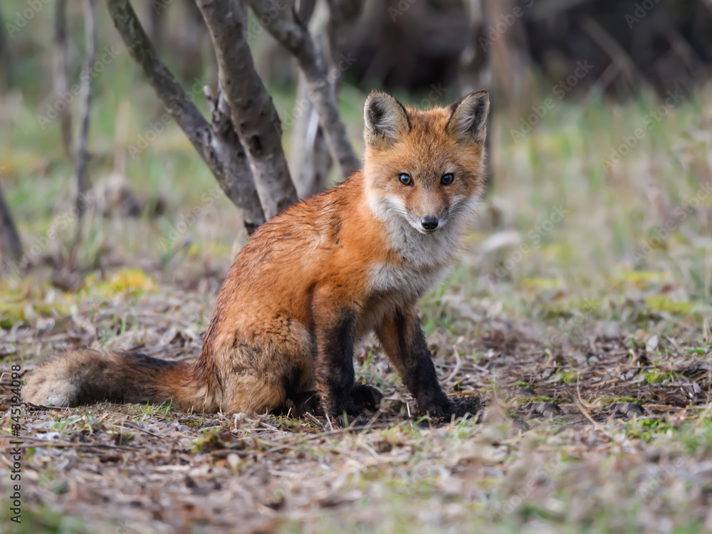 American Red Fox Kit Sitting on the Ground, Portrait