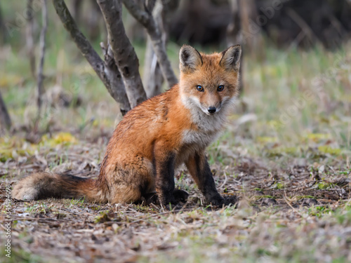 American Red Fox Kit Sitting on the Ground, Portrait © FotoRequest