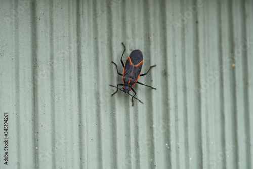 Eastern Boxelder Bug in Springtime photo