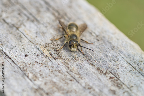 Mason Bee on Wood in Springtime