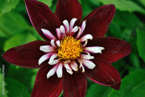 wunderschöne Dahlien Züchtung oder Georginen photo