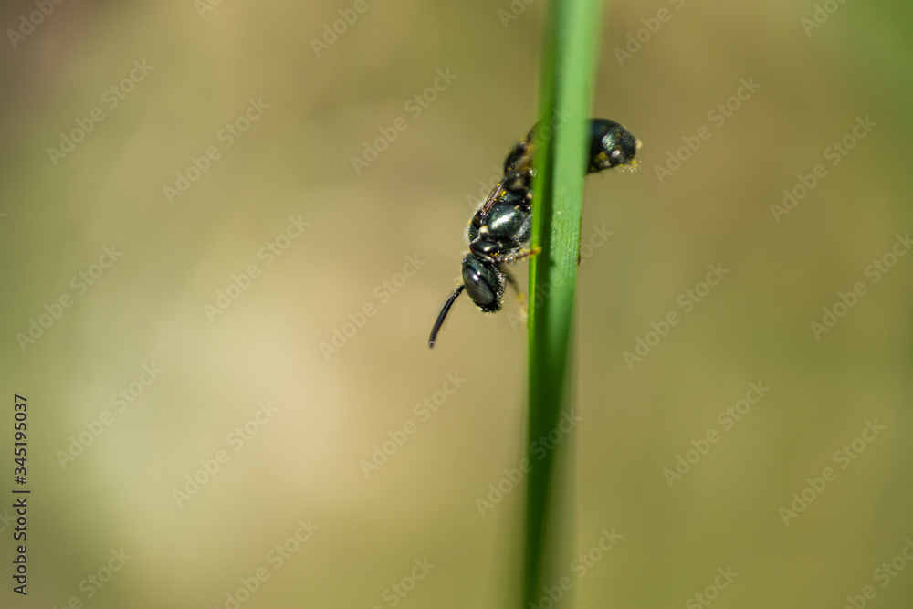 Small Carpenter Bee on Leaf in Springtime Small Carpenter Bee on Leaf in Springtime