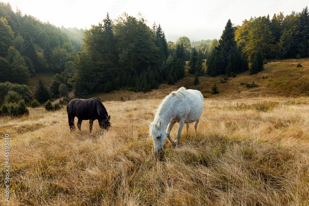 Fototapeta premium Black and white horse in field