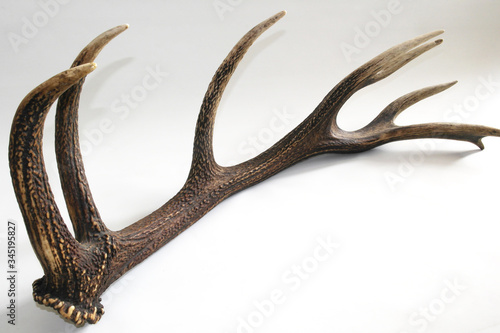 the horn of a deer on white background, texture of the horns