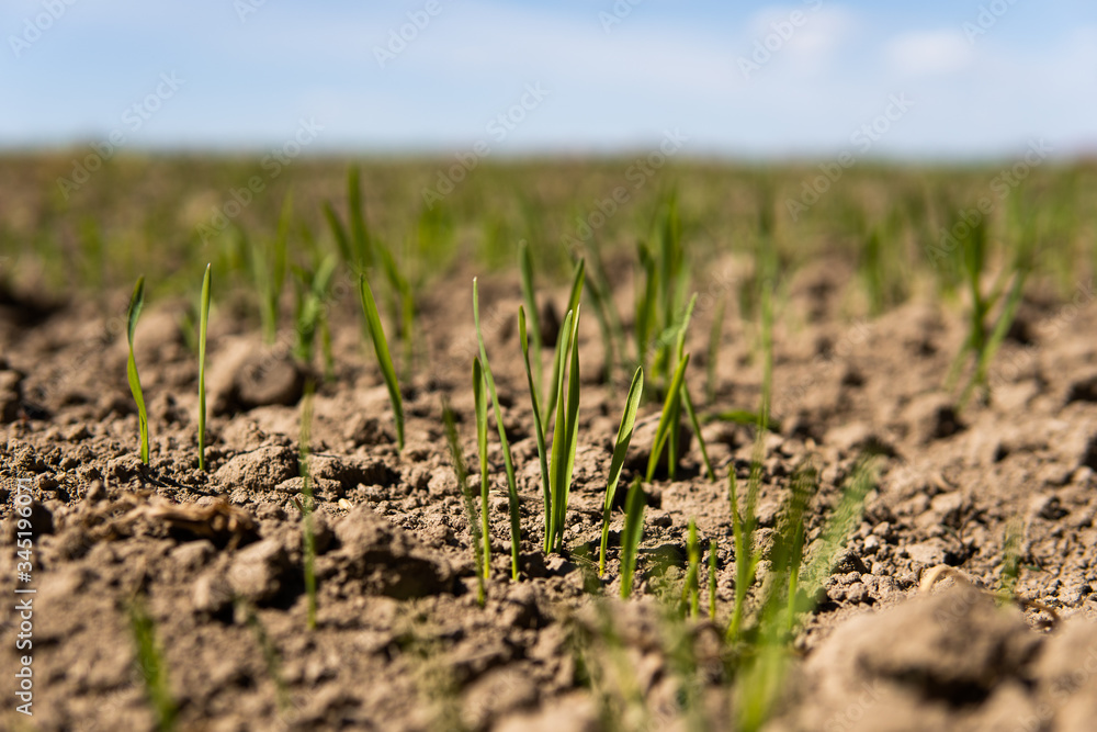 Young wheat seedlings growing on a field in a black soil. Spring green wheat grows in soil. Close up on sprouting rye on a agriculture field in a sunny day. Sprouts of rye. Agriculture. Young wheat seedlings growing on a field in a black soil. Spring green wheat grows in soil. Close up on sprouting rye on a agriculture field in a sunny day. Sprouts of rye. Agriculture.