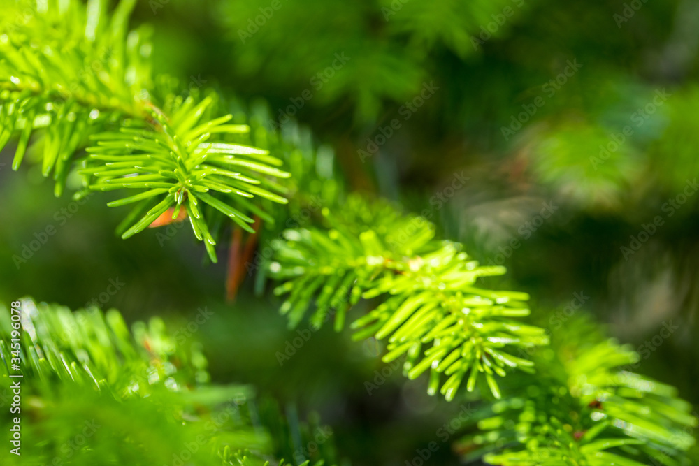 young soft needles of the tree