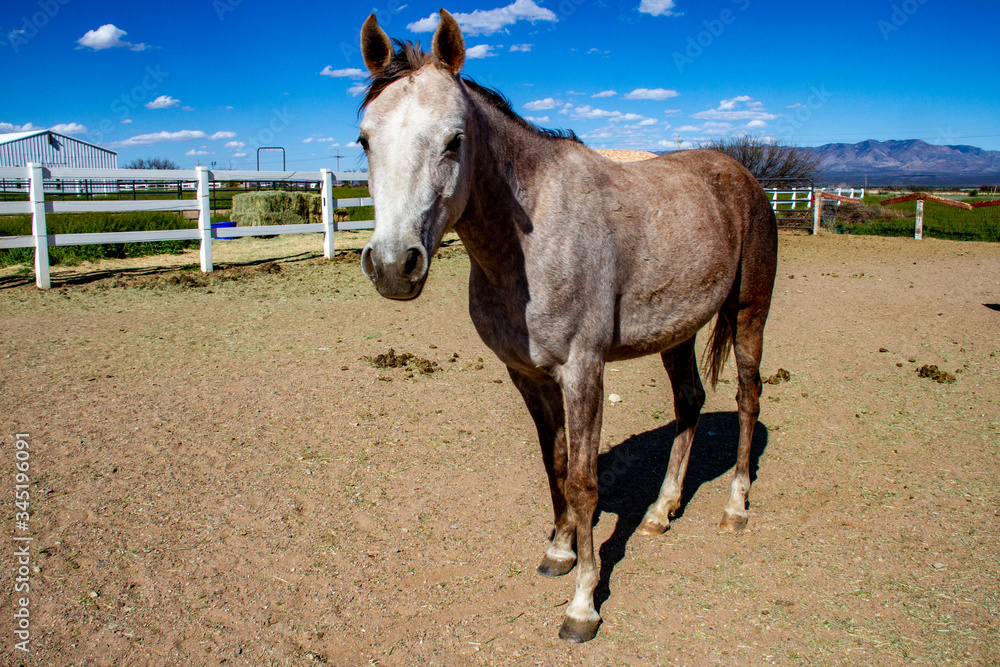 Obraz premium horse in the field in Arizona