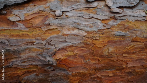 Background from fresh young pine tree bark of yellow-gray-orange tones.