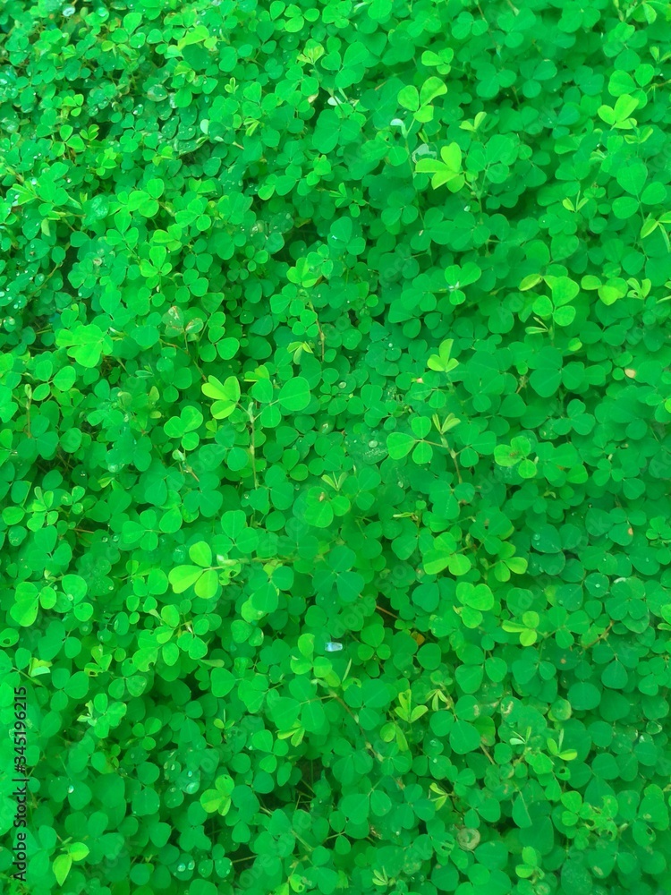 green clover background green clover background
