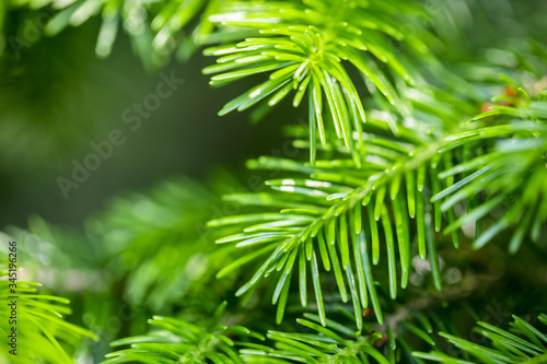 young soft needles of the tree