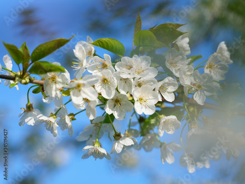 Cherry Blossom © Fred