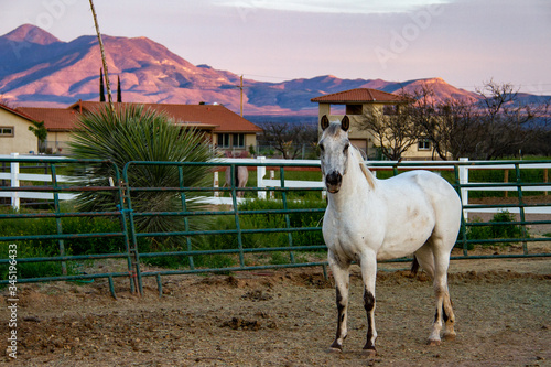 An Arabian horse in a pen with mountains in the background at sunset