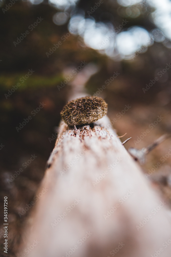 Obraz premium mushroom on the tree