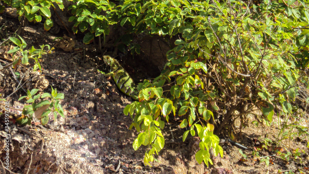 Lagarto verde com manchas amarelas chamado de papa-vento ou de lagarto-preguiça, camaleão-falso e lagarto-cego na Praia da Pipa no Rio Grande do Norte, Brasil Lagarto verde com manchas amarelas chamado de papa-vento ou de lagarto-preguiça, camaleão-falso e lagarto-cego na Praia da Pipa no Rio Grande do Norte, Brasil